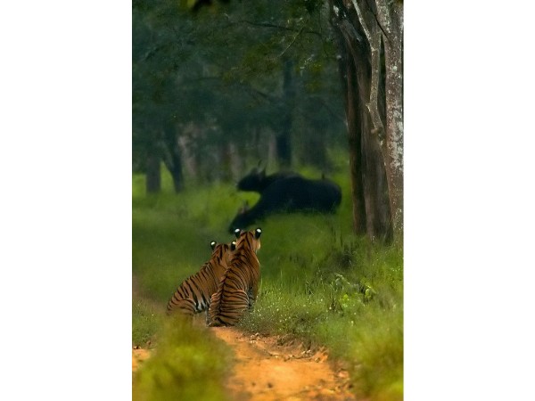 Bhadra Wildlife Sanctuary