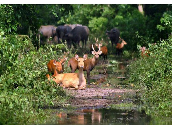 Kaziranga National Park