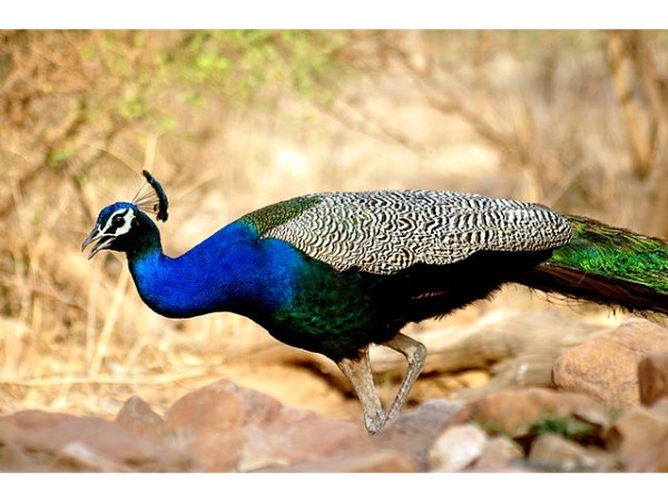 Sariska National Park