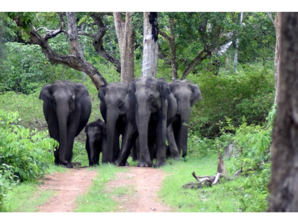 Bandipur National Park
