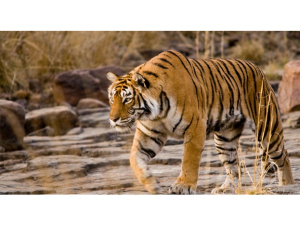 Ranthambore National Park