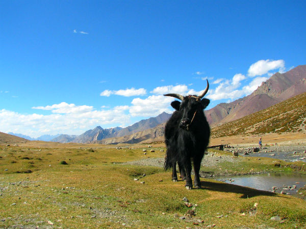 Markha Valley