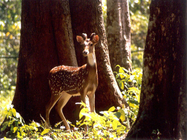 Thenmala