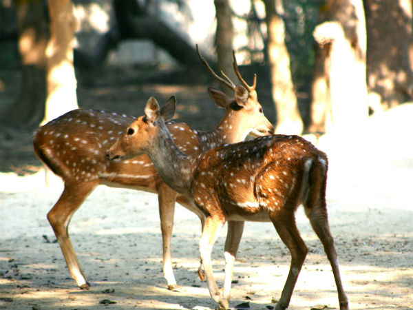 Birsa Munda Zoological Garden