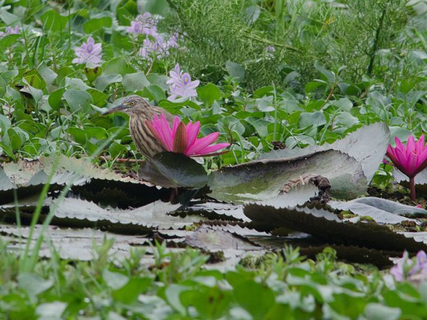Kumarakom Bird Sanctuary