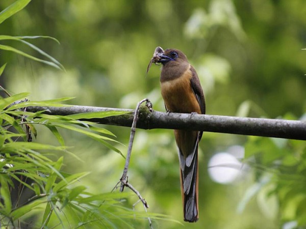 Thattekkad Bird Sanctuary