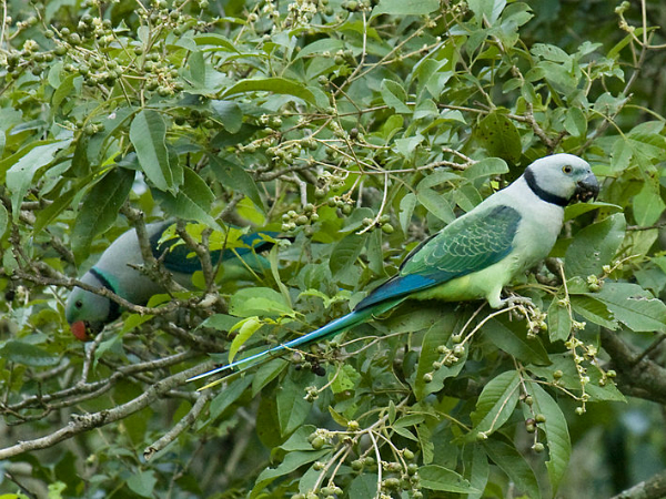 Karimpuzha National Park