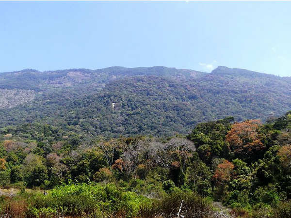 Pampadum Shola National Park