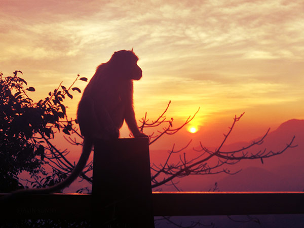 2) Wayanad