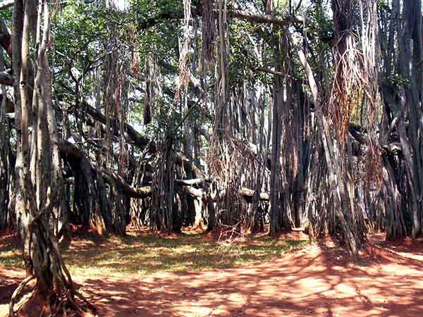 1) Big Banyan Tree