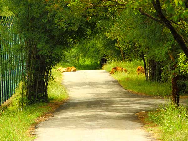 4) Bannerghatta National Park