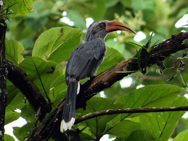 1. Karnala Bird Sanctuary