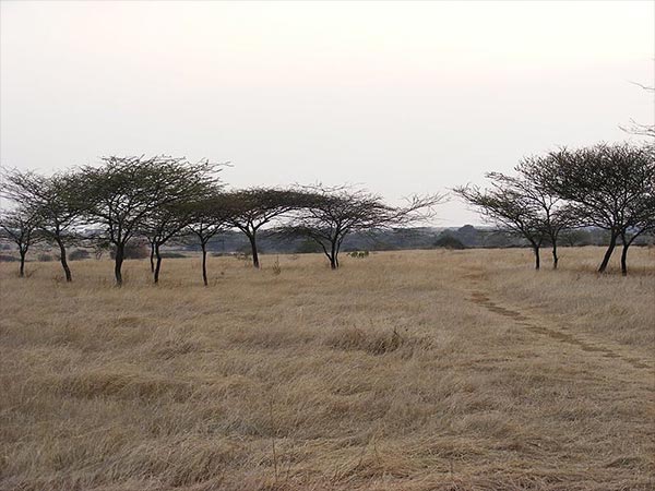 2. Great Indian Bustard Sanctuary