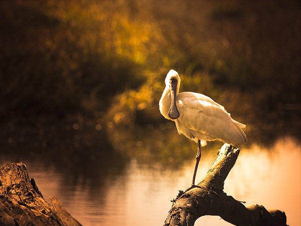 3. Mayani Bird Sanctuary