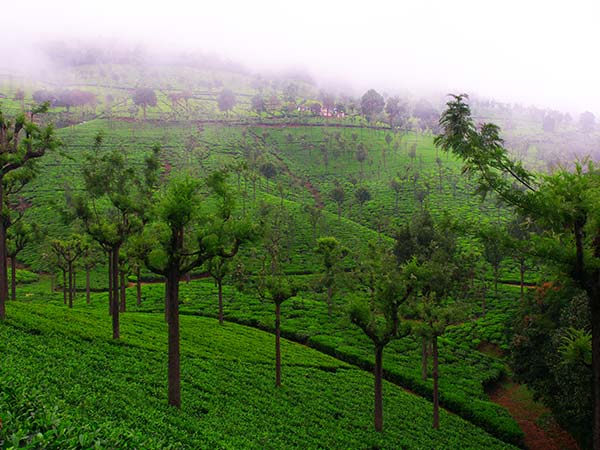 Best Time To Visit Coonoor