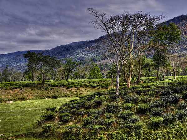 12) Assam