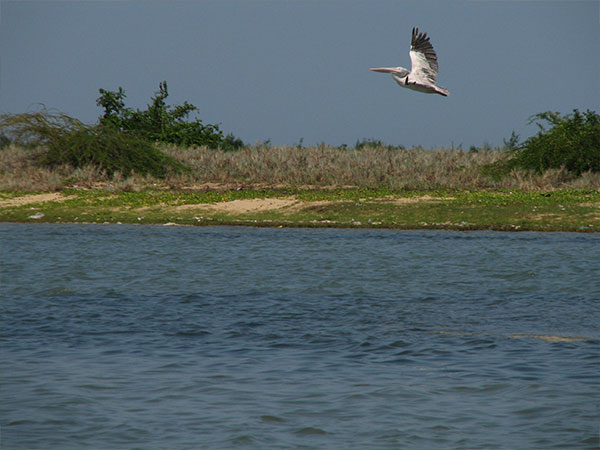 Pulicat Bird Sanctuary