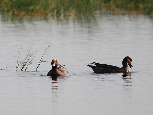 1) Chembarambakkam Lake