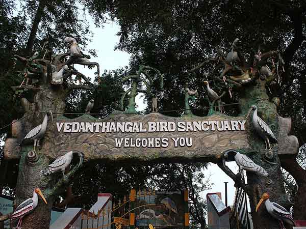 Best Time To Visit Vedanthangal Bird Sanctuary