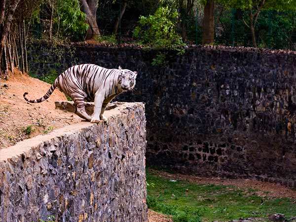 Vandalur Zoo