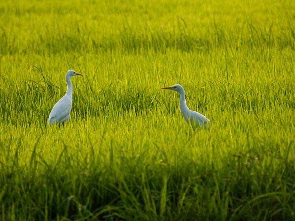Vedanthangal Bird Sanctuary