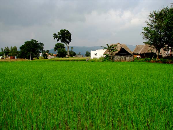 How To Reach Yelagiri