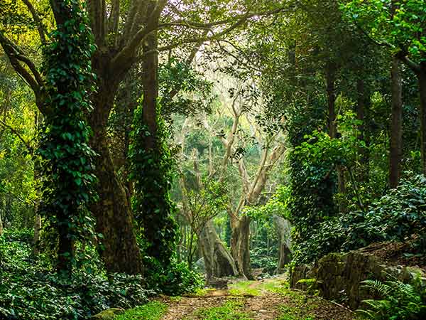 2) Yercaud