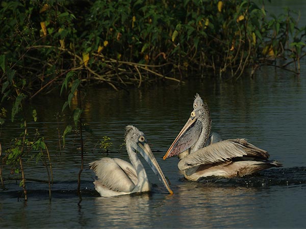 3) Nelapattu