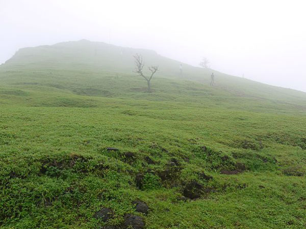 Thane