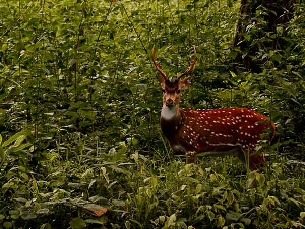 1) Meghamalai Wildlife Sanctuary