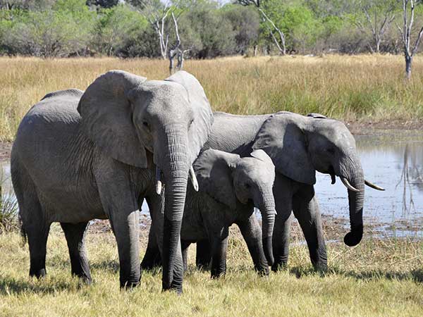 1) Jungle Safari