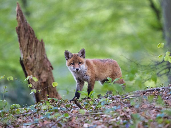 Koundinya Wildlife Sanctuary