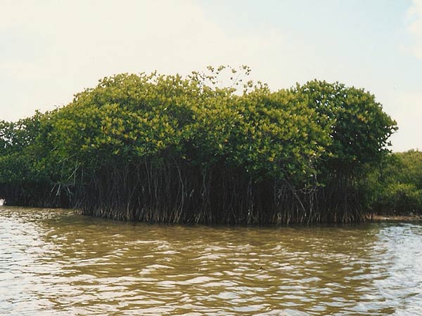 Pichavaram Backwaters