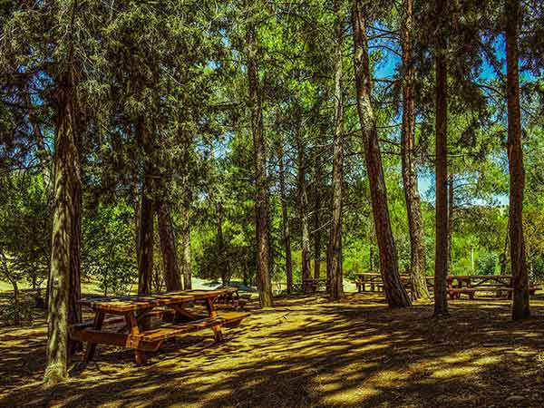 3) Picnic