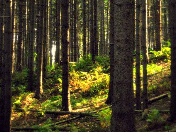 4) Pine Forest