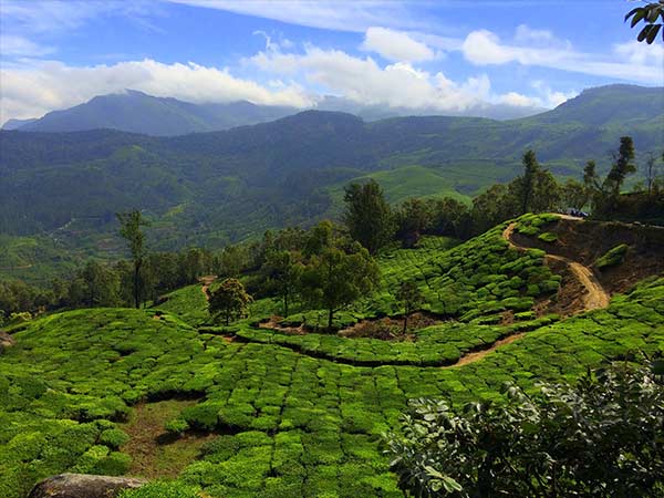 Best Season To Travel To Munnar
