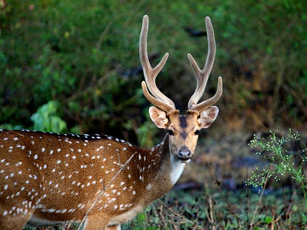 Best Time To Visit Nagarhole National Park