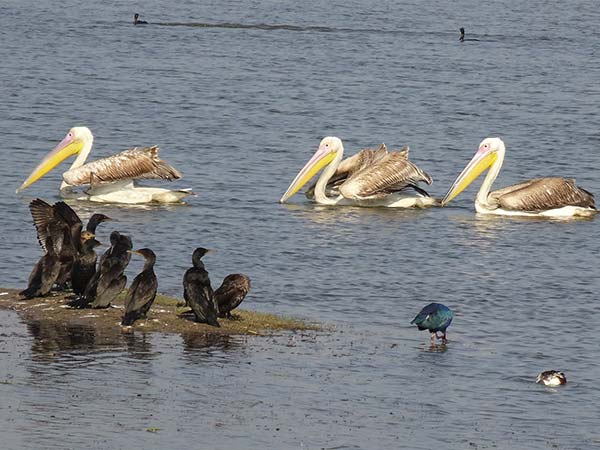 1. Pulicat