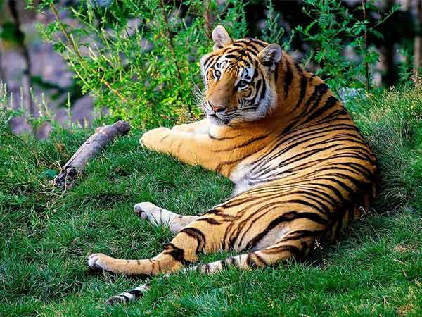 Valmiki National Park
