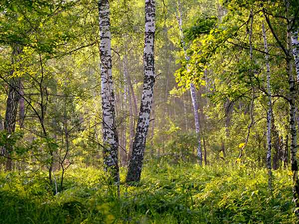 How Molai Forest Captured The Frame