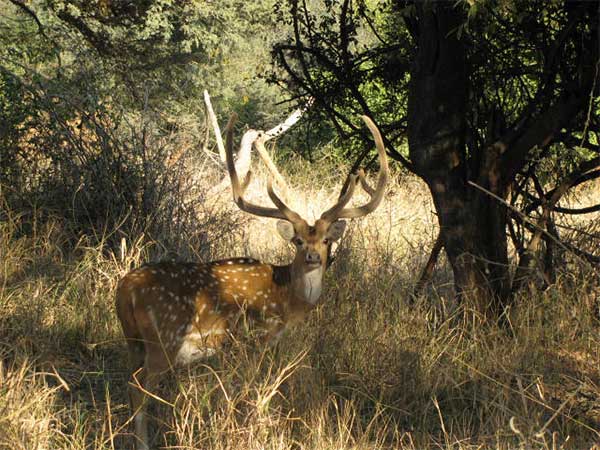 Best Time To Visit Kumbhalgarh Wildlife Sanctuary
