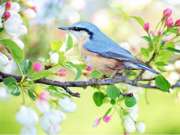 Best Time To Visit Nal Sarovar Bird Sanctuary