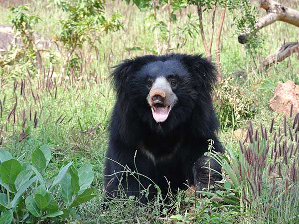 Kaimur Wildlife Sanctuary