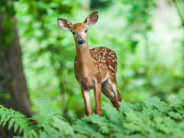 Richness Of Molai Forest
