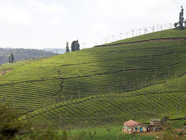26. Coonoor
