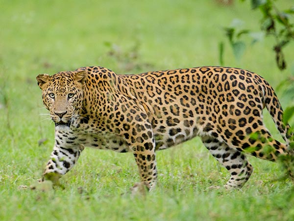 27. Kabini Wildlife Sanctuary