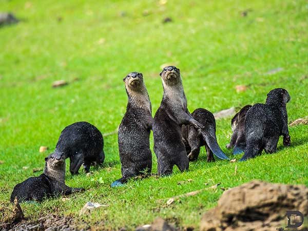 29. Nagarhole National Park