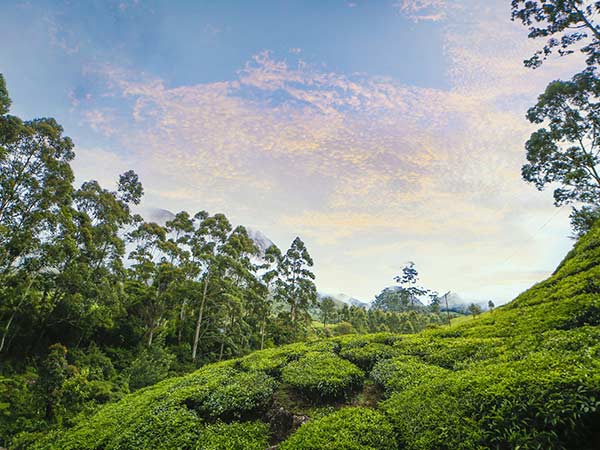 How To Reach Munnar