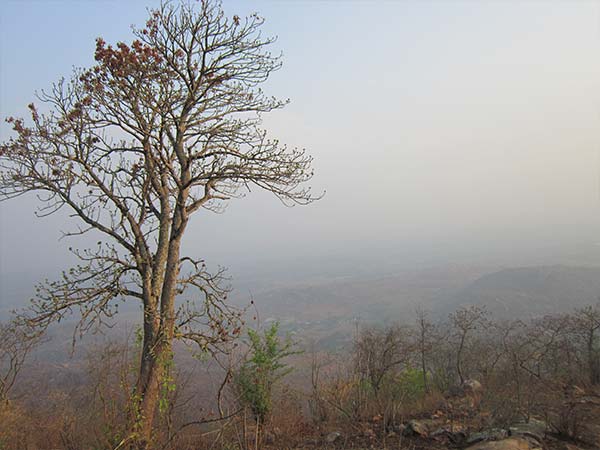 Bilikal Rangaswamy Betta