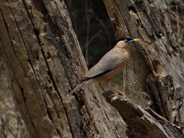 Kanwar Lake Bird Sanctuary